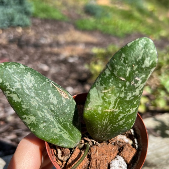 Hoya Sigillatis AH 001 sp. Borneo - Picture 11 of 11